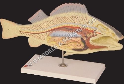 shut up and...FISH - fish-dissection-carp-.jpg